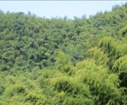 竹子的特點有哪些？